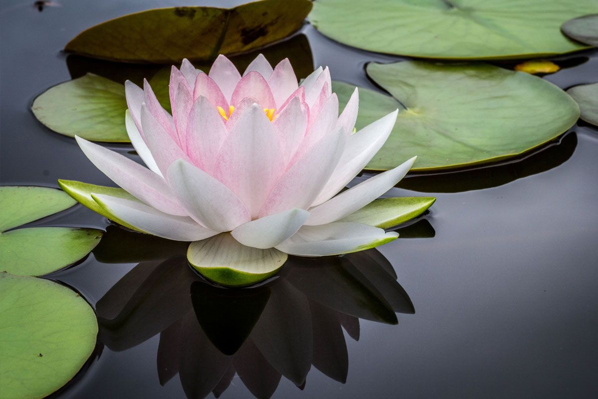 Water Lily Water Lily